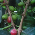 gerkite tikra kava.jpg